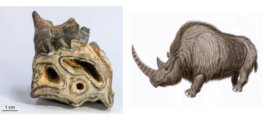 Links de kies van de wolharige neushoorn en rechts hoe zo'n neushoorn er waarschijnlijk uit zag